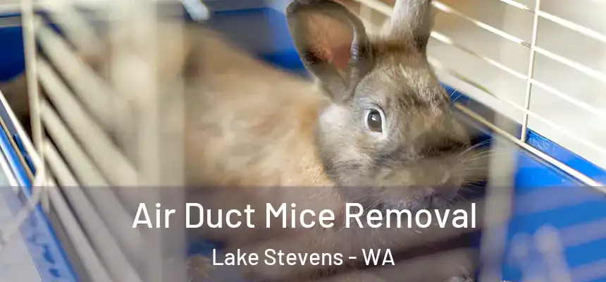  Air Duct Mice Removal Lake Stevens - WA