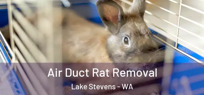  Air Duct Rat Removal Lake Stevens - WA
